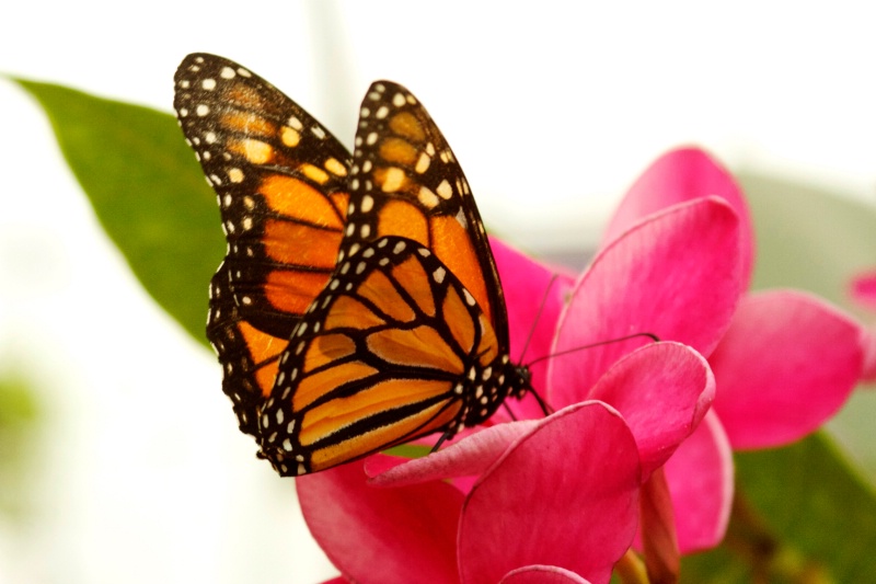 Butterfly on Pink