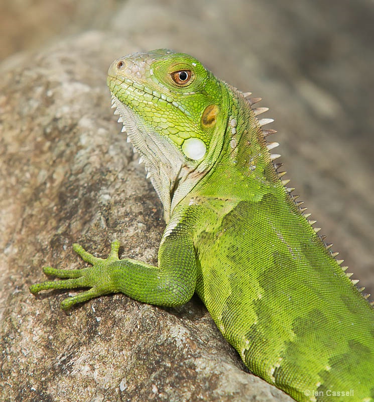 Iguana