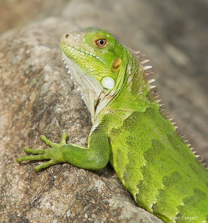 Iguana