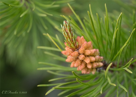 Coming Soon- Pine Cones