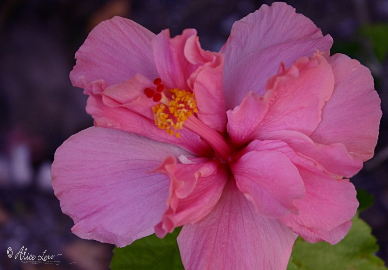 A Pink Hibiscus ~