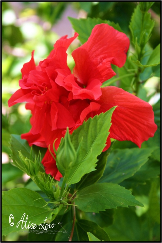 A Red Hibiscus!