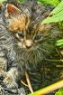 Playtime For Kitt...