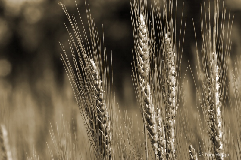 Beautiful wheat