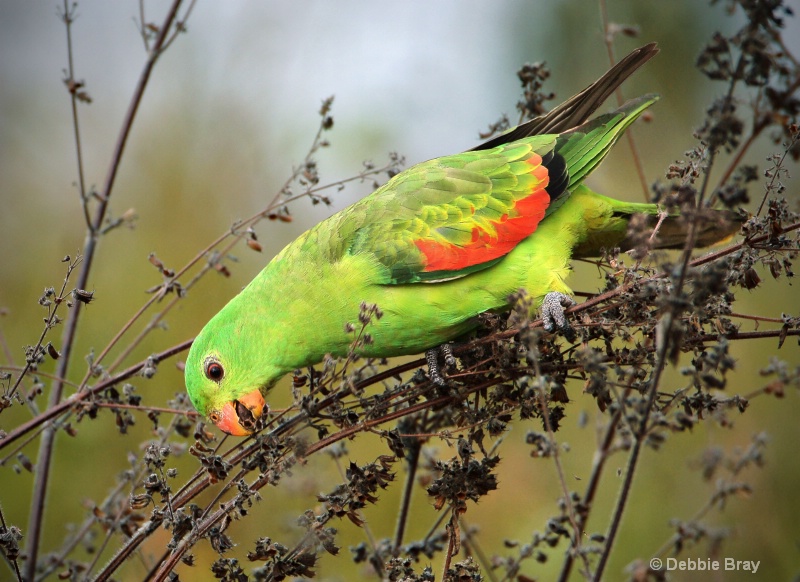 Lorikeet season