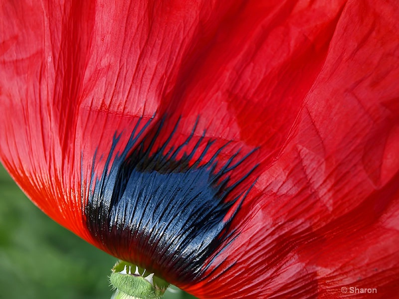 Red Hot Poppy