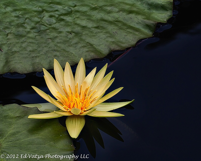 Water Lily #1