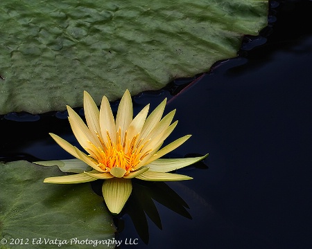 Water Lily #1