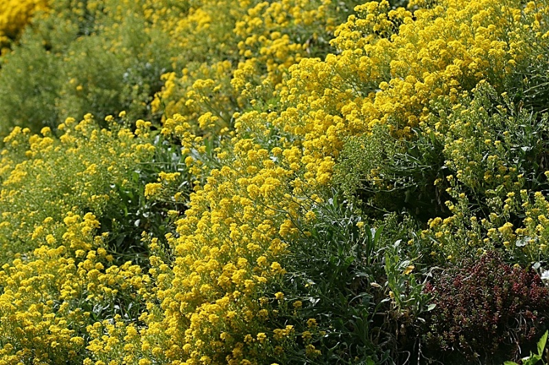 Heavenly Hillside