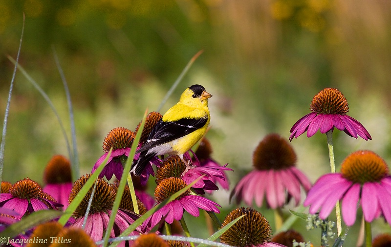 In the Coneflower Patch - ID: 13090745 © Jacqueline A. Tilles