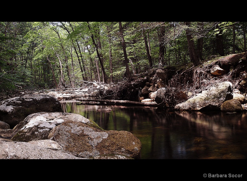 Pine Meadow, Early Summer