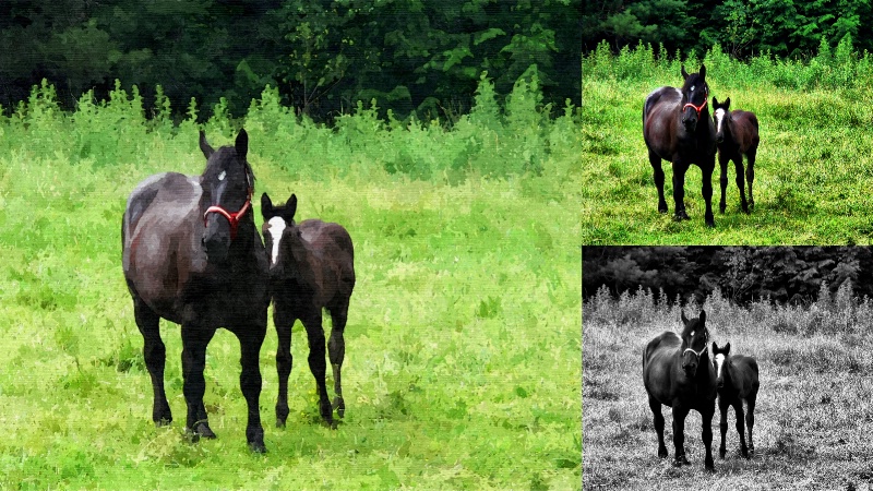 Horse family