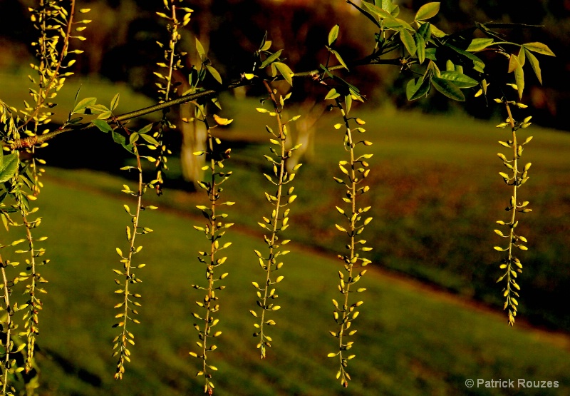 Hanging Yellows