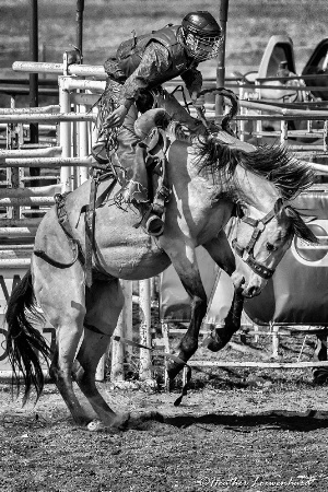 Novice Saddle Bronc