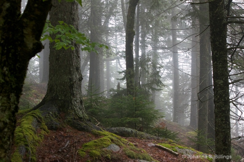 Morning Mist - ID: 13092554 © Johanna S. Billings