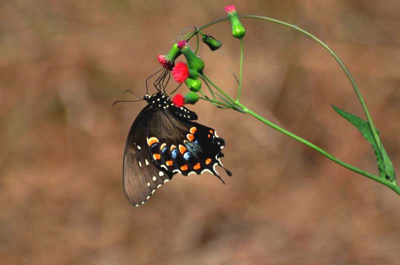 Beautiful Butterfly