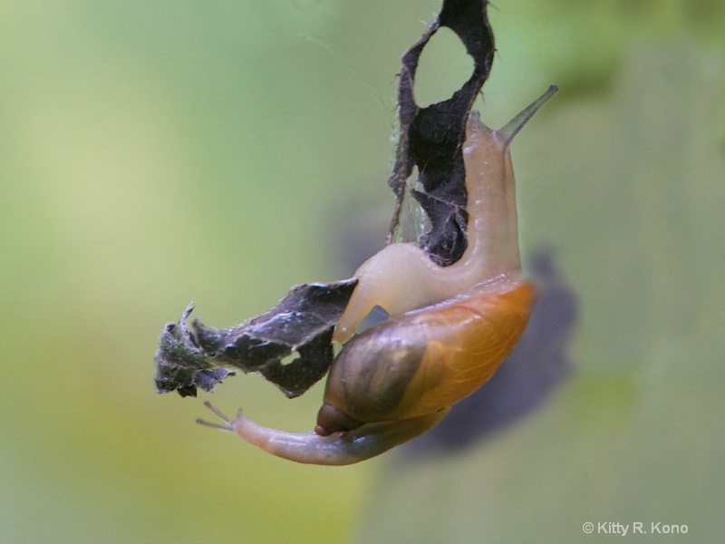 Snail with Two Heads