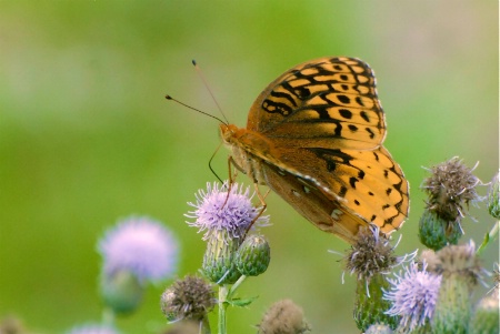 Aphrodite Fritillary