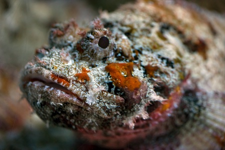 Crusty Fish