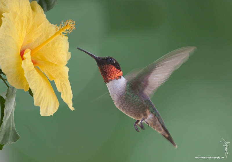 <b>Ruby Throated Hummingbird On Hibiscus</b> 