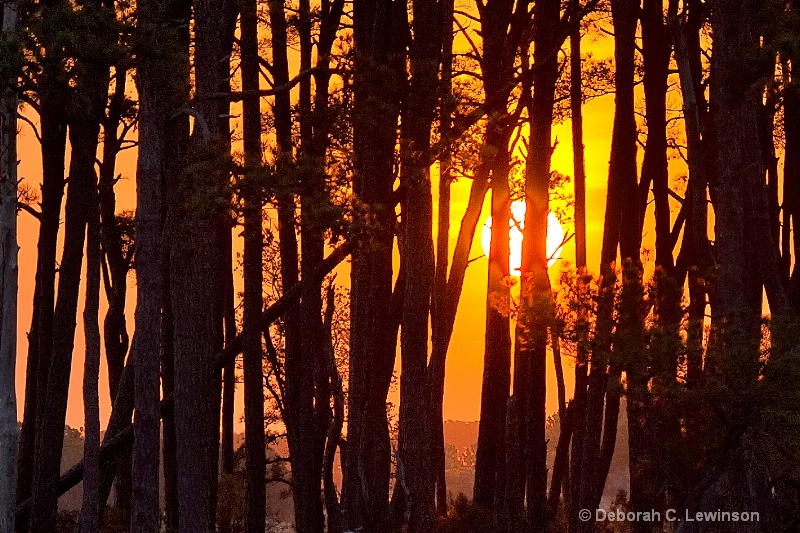 Sunset through the Trees - ID: 13093660 © Deborah C. Lewinson