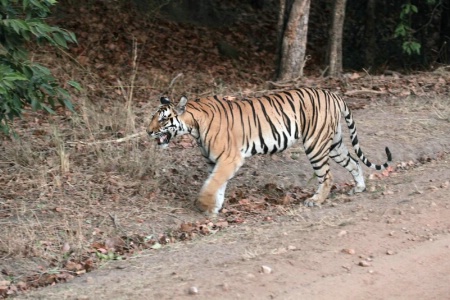 female tigress