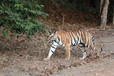 female tigress again