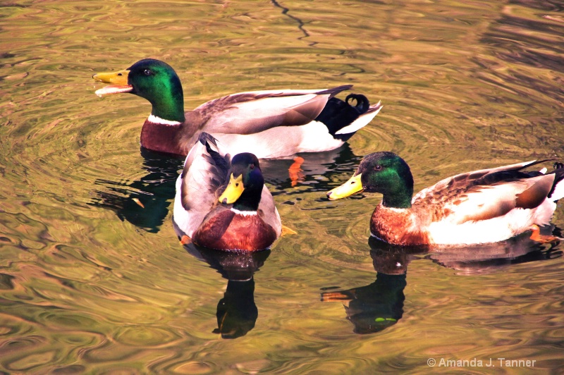 Three Mallards 