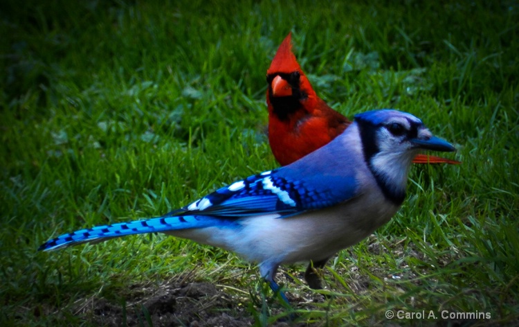 Blue Jay and The Cardinal