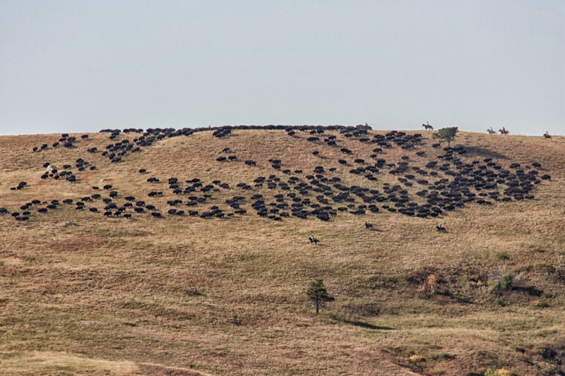 buffalo roundup custer state park custer sd ih1d63 - ID: 13095798 © James E. Nelson