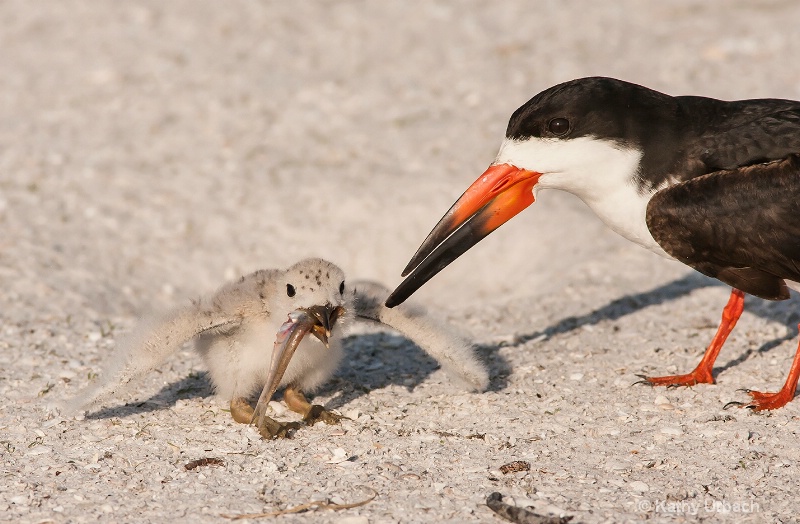 Black Skimmer Feeding Chick