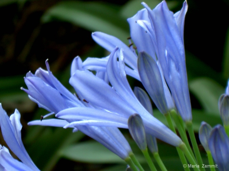 Blue in Bloom II