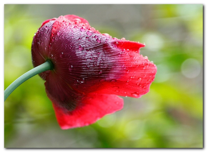 Today's Poppy