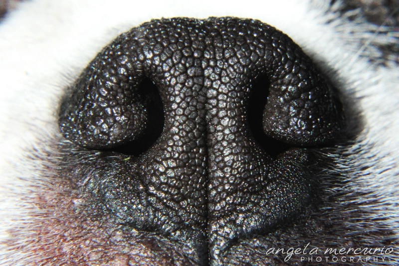 Dog Nose Macro