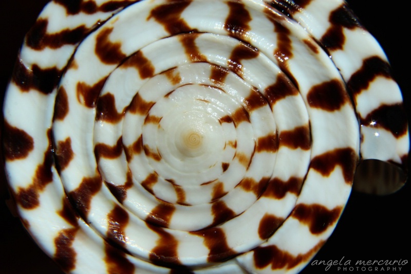 Spiraling Shell