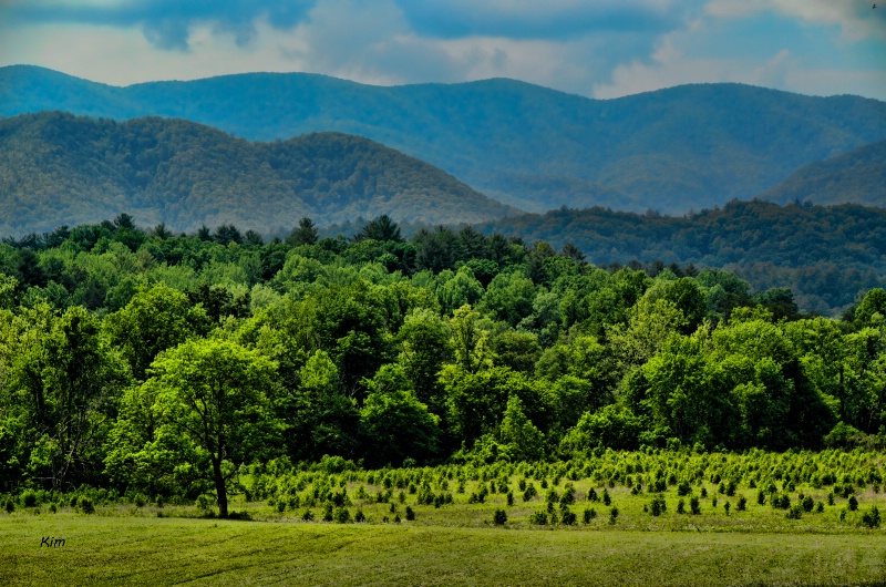 New Growth, Old Mountains