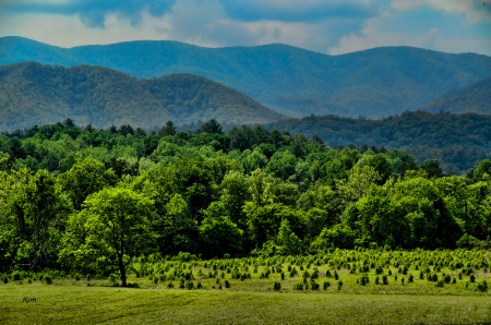 New Growth, Old Mountains