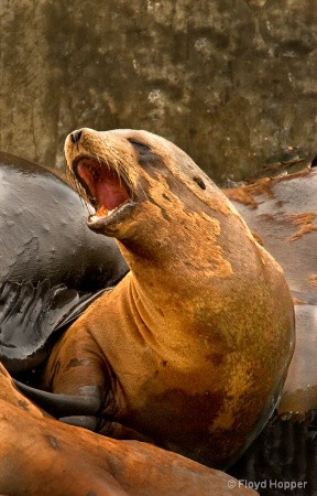 Barking Sea Lion