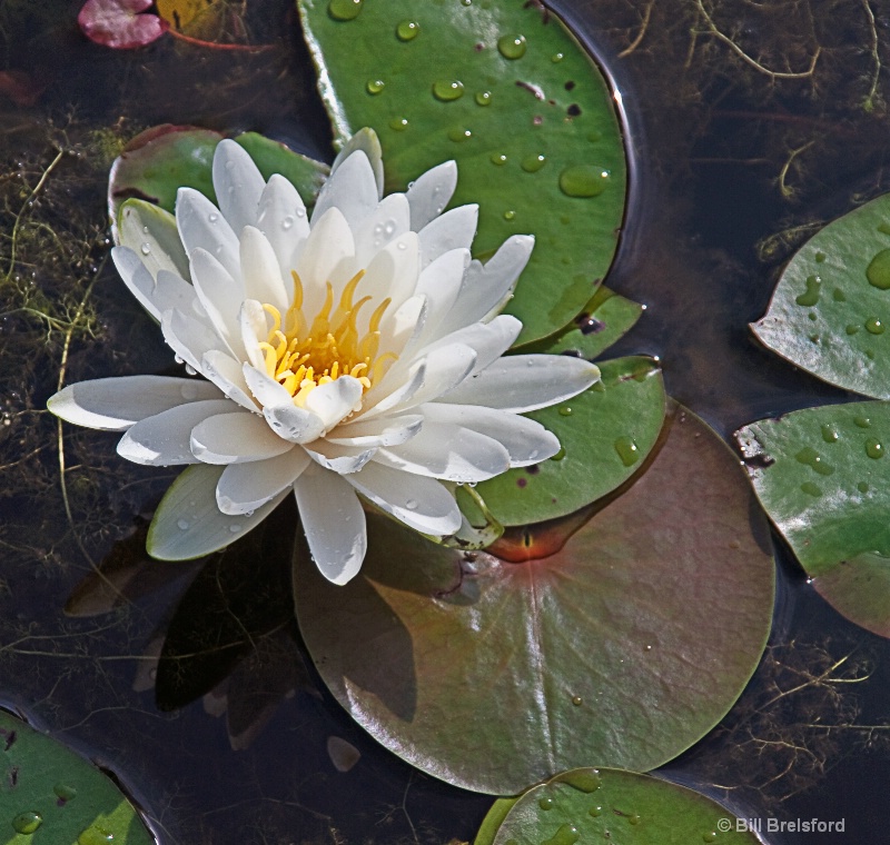 WATER LILY