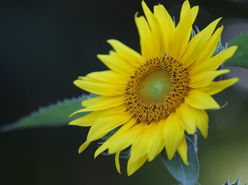 Sunflower at dusk