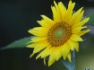 Sunflower at dusk