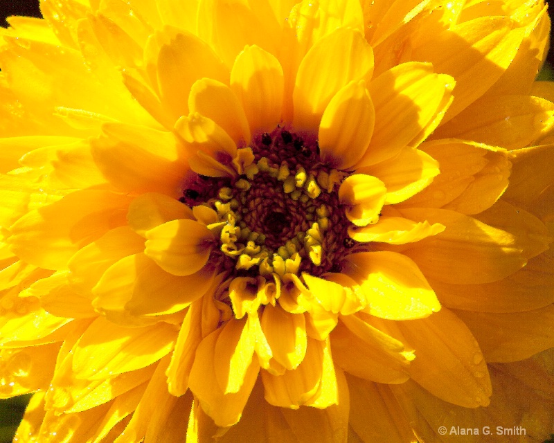 yellow flower - macro