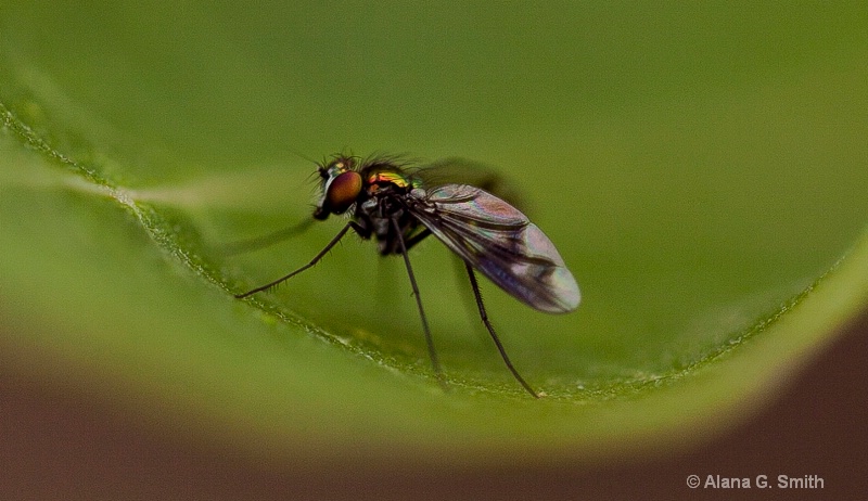 fly - macro