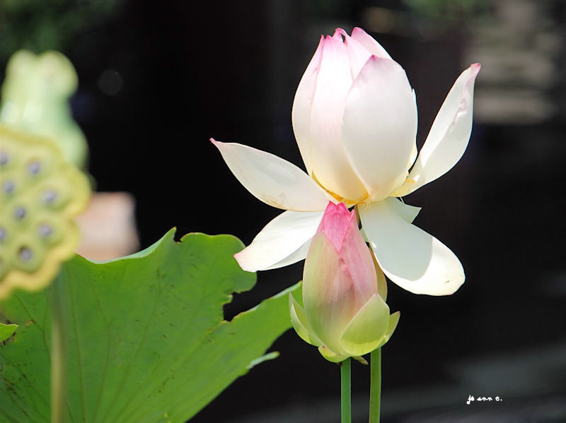 Lotus Blooms..