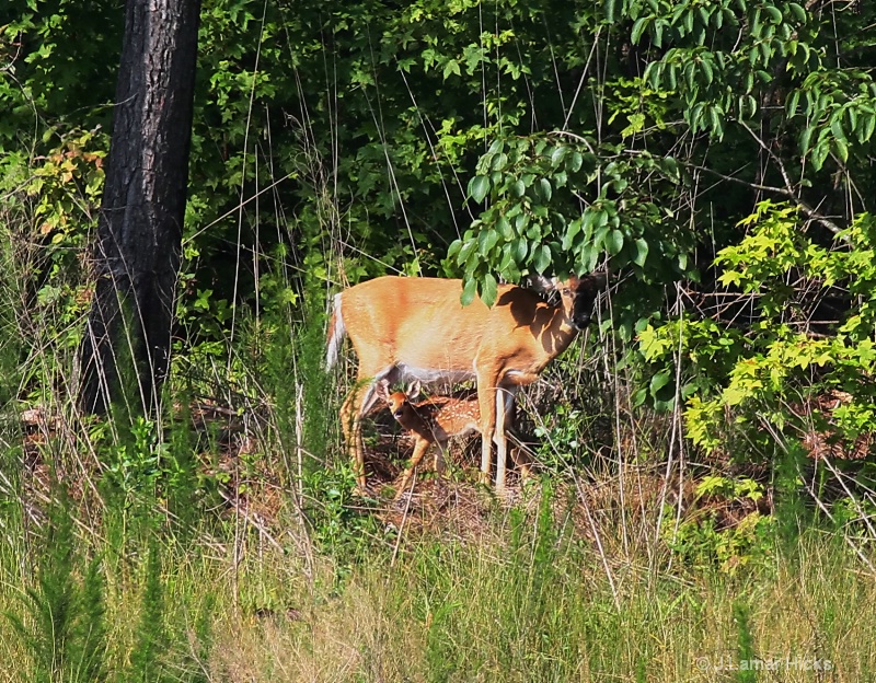 Deer doe-w-fawn feeding