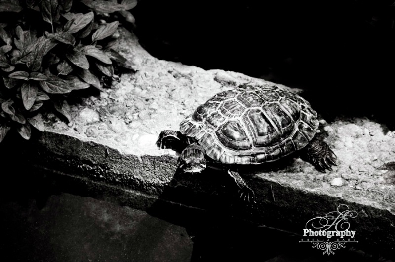 Turtle in the Spotlight@@Skopje, Macedonia Zoo - ID: 13097067 © Shelia Earl