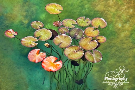 Lilypad@@Skopje Zoo, Macedonia