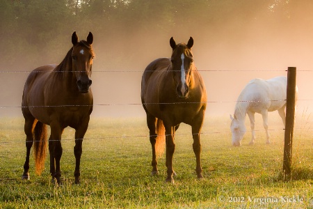 Molly, Dolly, and Scooter