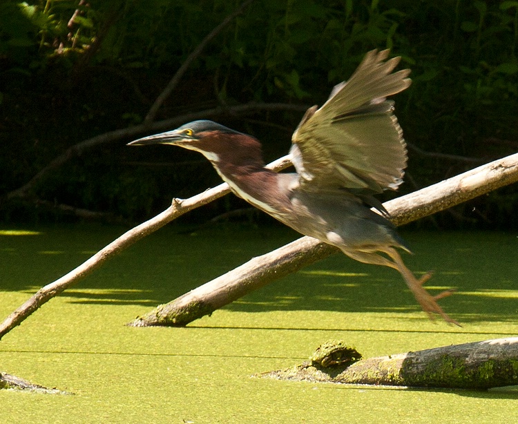 green heron takeoff