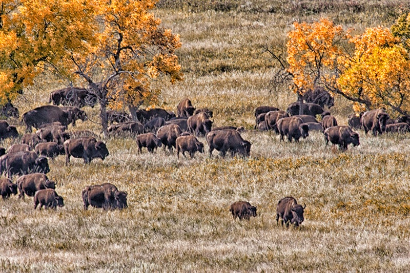 buffalo roundup custer state park custer sd ih1d63 - ID: 13098356 © James E. Nelson